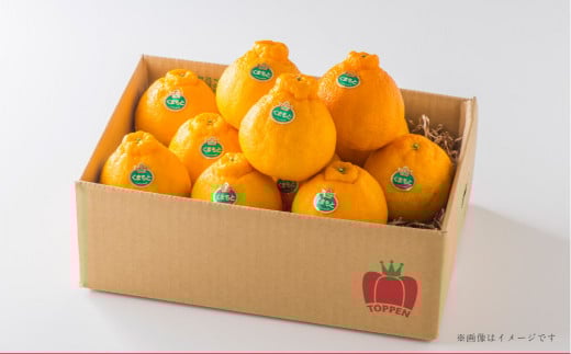 熊本県産 ハウス デコポン 約3kg 蜜柑 みかん 柑橘 果物 くだもの フルーツ 【2025年12月上旬発送開始】