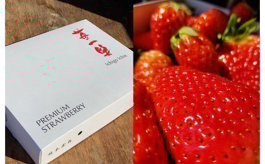 熊本県産 いちご （ゆうべに）4パック 約1000g 苺 ゆうべに【2026年1月上旬発送開始】