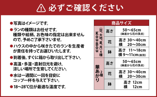 【年6回定期便】ミディ胡蝶蘭 KouBou 4種 ミディ胡蝶蘭 華あかり 2種 2本立ち 花 お花 植物 蘭 洋蘭 ラン インテリア アレンジ アレンジメント 鑑賞 観賞用 贈答用