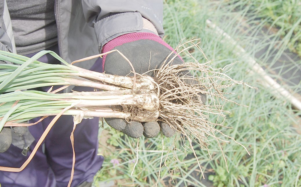 熊本県産黒らっきょうの力