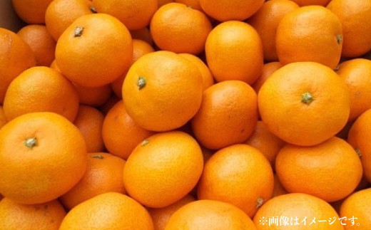 熊本県産温州みかん 5kg（30-35玉）【2026年11月下旬発送開始】 熊本県産 国産 温州 みかん ミカン おやつ 果物 果実 フルーツ 5kg 30 35玉