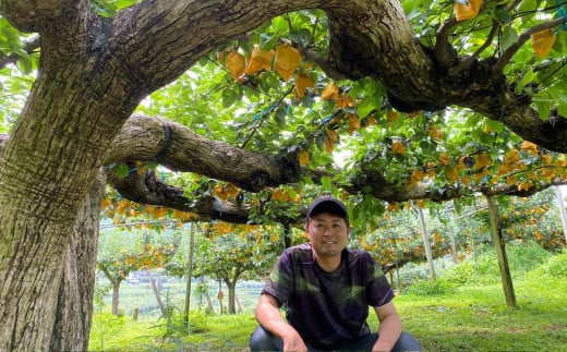 里山の恵み梨 約2.5kg 【2025年8月下旬発送開始】 なし ナシ 梨 フルーツ くだもの 果物 熊本