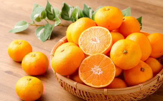 熊本県産みかん BUSAIKU MIKAN 3kg 【2025年10月上旬発送開始】 フルーツ 果物 くだもの みかん 蜜柑 柑橘