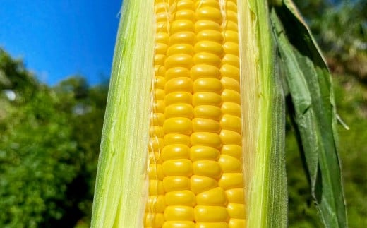 熊本県産 スイートコーン ミルキースイーツ 約5kg とうもろこし やさい 野菜 トウモロコシ 【2026年6月上旬発送開始】