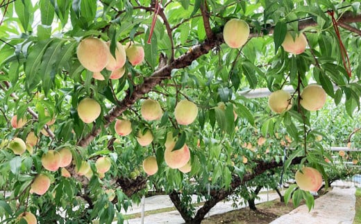 熊本県産桃 約1.8キロ前後 【2026年6月上旬発送開始】 果物 フルーツ 果実 もも 桃 モモ 千代姫 花嫁 サクヒメ 白鳳 なつっこ あかつき 冷蔵便 熊本県産