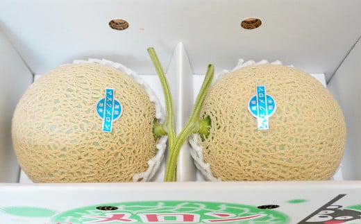 【生産者直送】☆夏作☆ マスクメロン 2玉 合計約3.2kg以上 【2025年7月上旬発送開始】 フルーツ くだもの 果物 メロン めろん 熊本県産