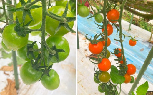 熊本県産食卓を彩る7種類以上の色鮮やかなカラフルミニトマト 4箱入り2ケース 計2.4kg 熊本県産 トマト プチトマト 【2025年11月上旬発送開始】