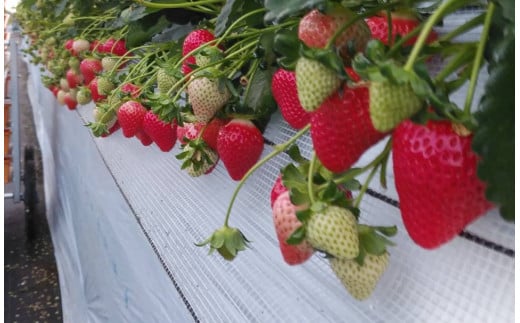 絢音ベリー農園 恋みのり いちご 1kg （250g× 4P） 先行予約【2025年12月上旬発送開始】 熊本県 高級 フルーツ ギフト 厳選 希少
