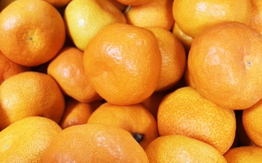 熊本県産ハウス蜜柑 約2キロ前後 果物 フルーツ みかん 蜜柑 ミカン ハウスみかん 約2kg前後 常温 熊本県産 【2026年7月上旬発送開始】