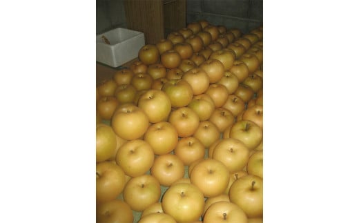 特産荒尾ジャンボ梨2個 約2kg 【2026年10月上旬発送開始】 果物 フルーツ なし 梨 くだもの