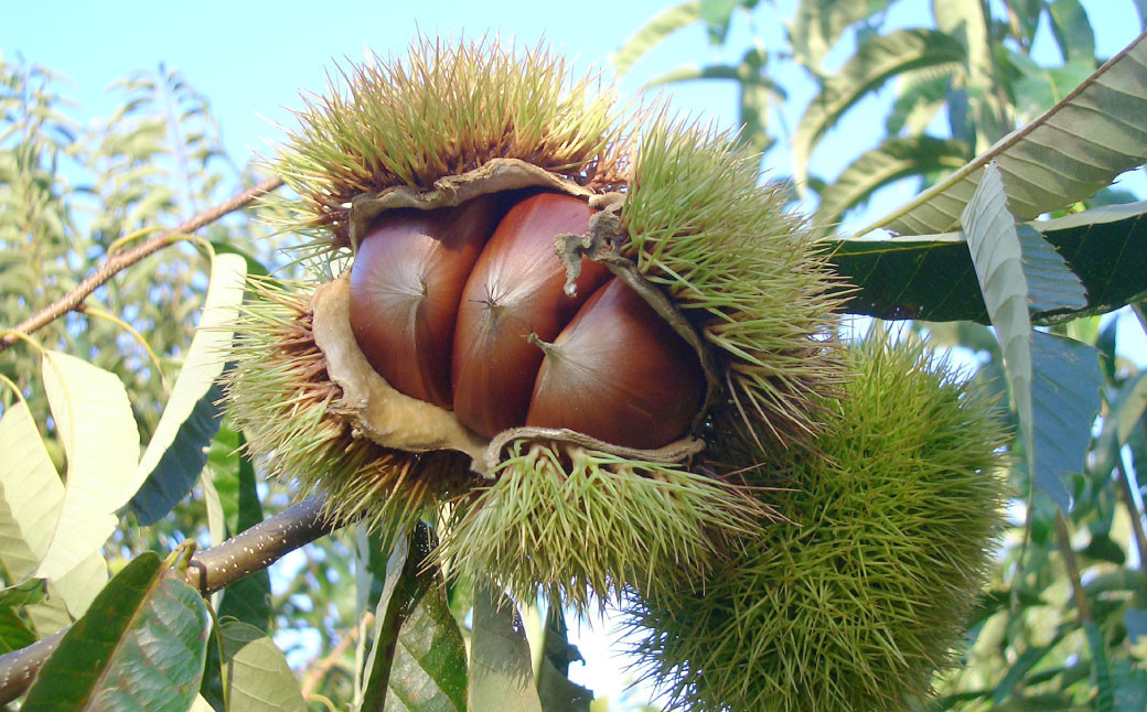やまえ栗衛門 栗まんじゅうセット（栗まんじゅう びっ栗だんご）計18個 和菓子 お菓子おやつ 饅頭 まんじゅう 栗