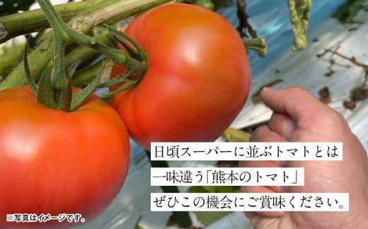 【5か月連続定期便】『まるで太陽の恵みをそのまま閉じ込めたような真っ赤な大玉トマト』約3.5kg×5回 計17.5㎏ 特別な定期便 （熊本県産） 【2026年1月下旬発送開始】野菜 やさい トマト とまと 大玉トマト