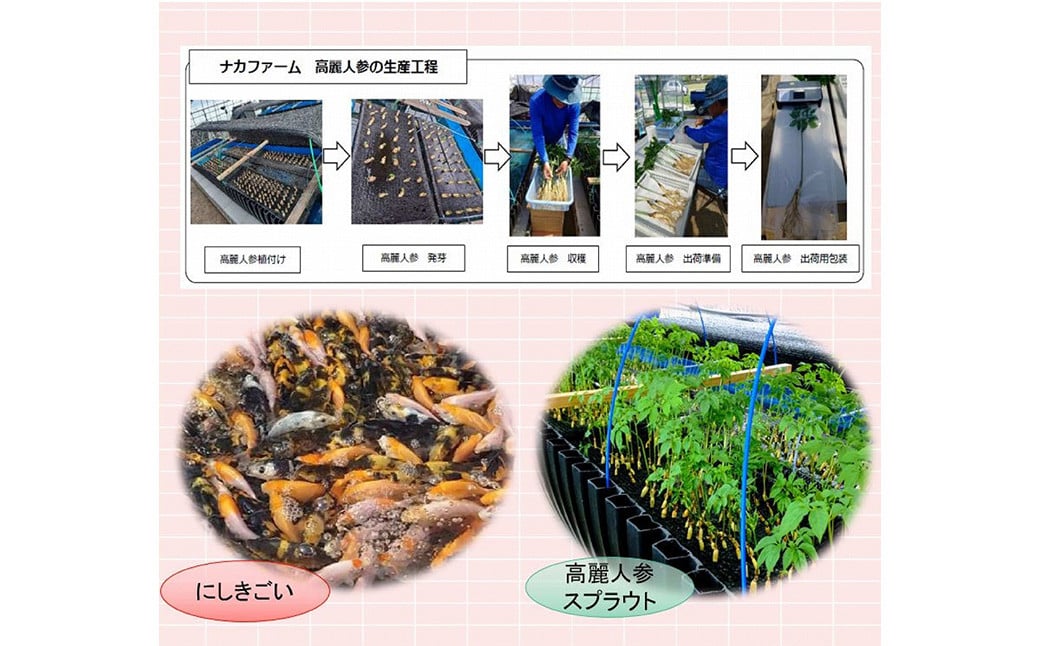 高麗人参×ほうじ茶