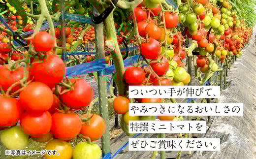 『まるでフルーツのような特選ミニトマト』 約3kg 1箱 熊本県産 【2025年12月下旬発送開始】 野菜 やさい トマト とまと ミニトマト