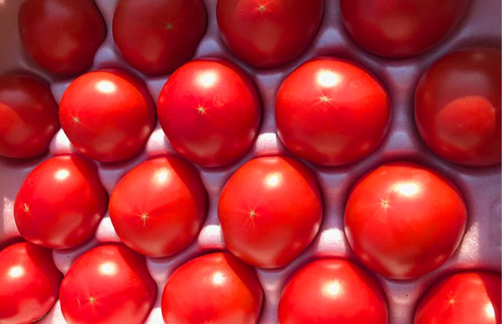 【2024年1月下旬発送開始】熊本県産 高級塩トマト「綾」1キロ前後