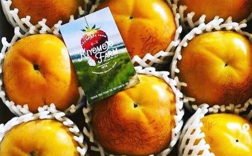 熊本県産 プレミアム 太秋柿 約2.5kg 【2026年10月上旬発送開始】 フルーツ くだもの 果物 柿 かき カキ たしゅうかき