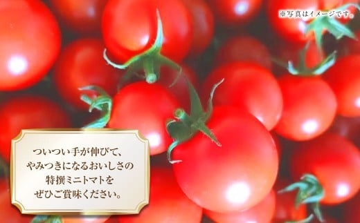 まるでフルーツのような特選ミニトマト1kg（熊本県産） 【2025年12月下旬発送開始】 野菜 やさい トマト とまと ミニトマト 甘い 濃厚 国産 常温