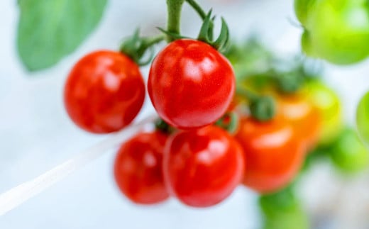 ミニトマトジュース 500ml×6本 野菜飲料 野菜ジュース 飲料類 ジュース 熊本