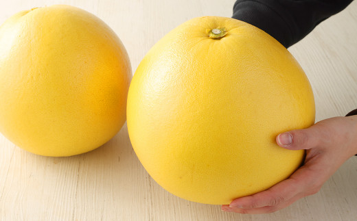 晩白柚1玉 （L～2L）【2025年1月下旬発送開始】