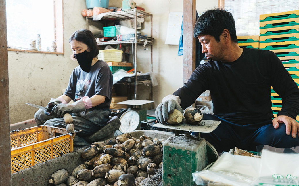 肥後れんこんの里 れんこん茶 70g×2袋 合計140g お茶 茶 飲料 茶葉 れんこん 蓮根 蓮根茶 れんこん茶 やさい 野菜 加工品 長期保存 熊本県産 国産