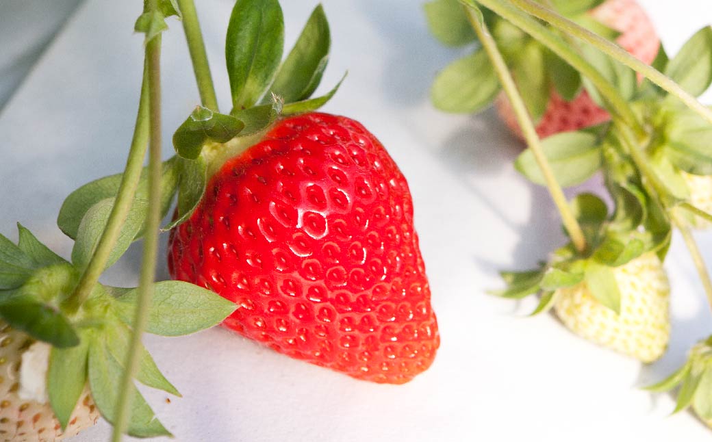 ゆうべに ( いちご ) 250g × 4パック 合計 1kg【2025年2月上旬発送開始】