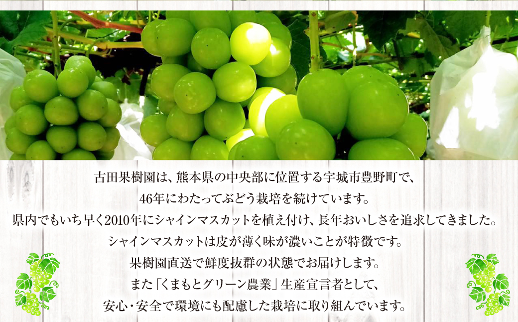 熊本県産 シャインマスカット 約1.7kg以上（2～4房） 果物 くだもの フルーツ ぶどう おやつ 果実 熊本県産 国産  【2024年8月下旬発送開始】: 熊本県ANAのふるさと納税