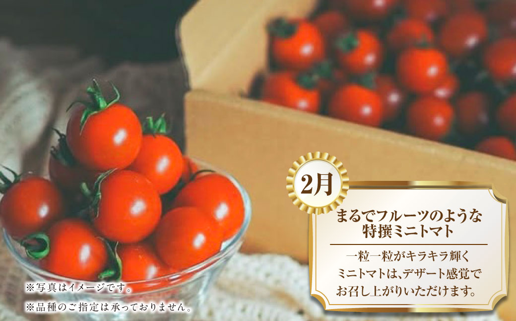 【年4回定期便】熊本の魅力たっぷり、特別な定期便 熊本県産 ミニトマト 約3kg イチゴ 250g×2パック 約500ｇ 大玉トマト 約3.5㎏ メロン 2玉【2026年2月上旬発送開始】4種 フルーツ くだもの 果物 やさい 野菜