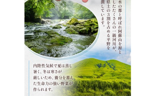 【 3か月 連続 定期便 】 熊本県 10品目 野菜 セット 3ヶ月 定期便 フレッシュ 新鮮 野菜 青果 サラダ おまかせ お任せ 厳選 お楽しみ ランダム 冷蔵