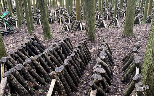 原木乾燥しいたけ 大袋セット 360g（120g×3袋） 乾燥椎茸 椎茸 しいたけ きのこ 野菜 セット 熊本県 常温