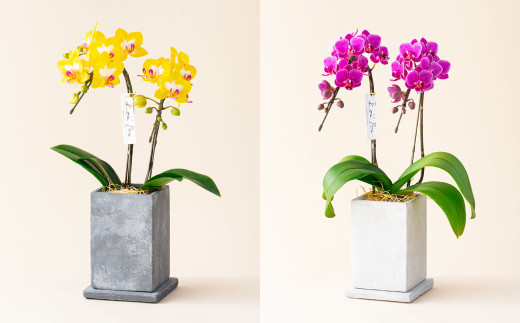 ミディ 胡蝶蘭 KouBou 大地 2本立ち 1個 花 お花 植物 蘭 洋蘭 ラン インテリア アレンジ アレンジメント 鑑賞 観賞用 贈答用