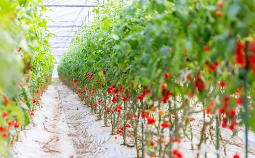 ミニトマトジュース 500ml×6本 野菜飲料 野菜ジュース 飲料類 ジュース 熊本