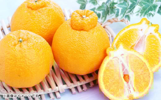 熊本県産 ハウスデコポン 約2kg（7～9個） 柑橘 みかん 蜜柑 デコポン【2025年12月下旬発送開始】