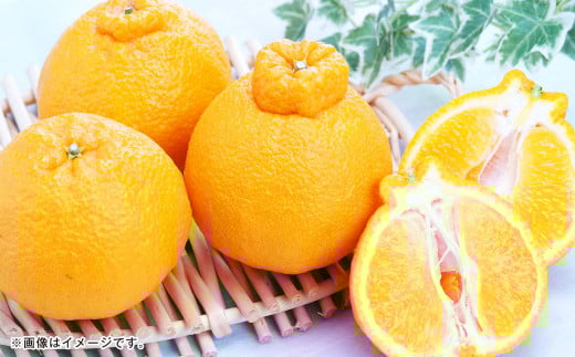 熊本県産 デコポン 5kg【2026年1月下旬～5月上旬順次発送予定】果物 くだもの フルーツ 柑橘 蜜柑 みかん