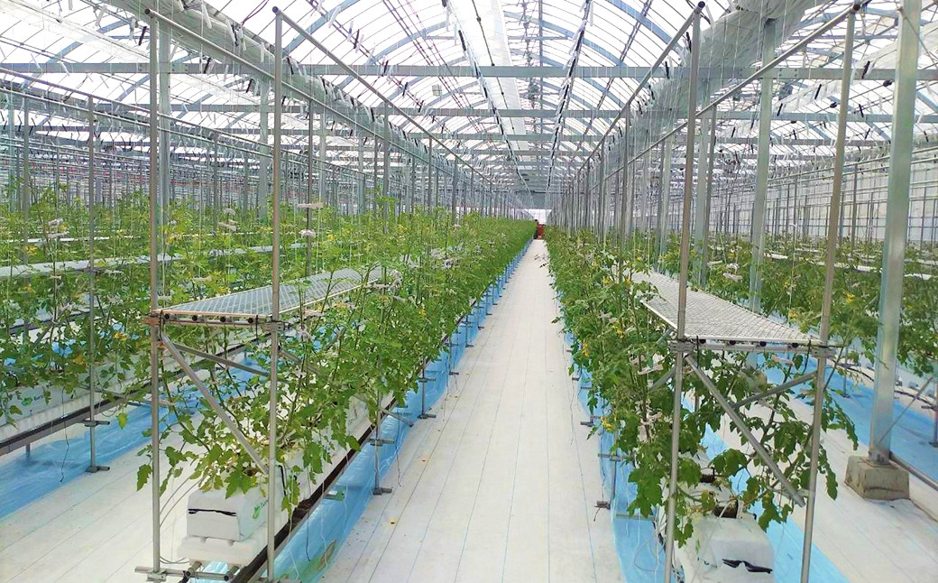 【年4回定期便】カラフルミニトマト 1kg 合計4kg トマト ミニトマト