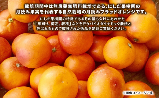 にしだ果樹園の熊本県産月読み ブラッドオレンジ 約2kg オレンジ 柑橘 みかん 蜜柑 フルーツ 果物 くだもの 【2026年3月上旬発送開始】
