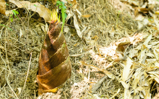 【生産者直送】春の恵み たけのこ 約4kg 以上 （2~5本） 【2026年4月上旬発送開始】 やさい 野菜 竹の子 筍 タケノコ 熊本県産