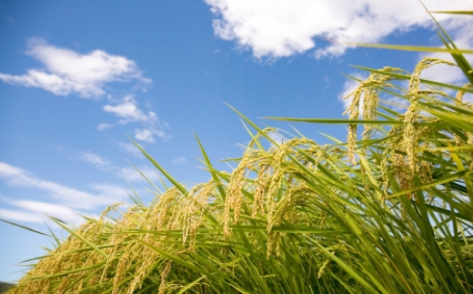 おこめの離乳食 10袋セット おこめ 米 コメ お米 お砂糖不使用 無添加 国産 熊本県産 離乳食 無添加フード グルテンフリー ポン菓子