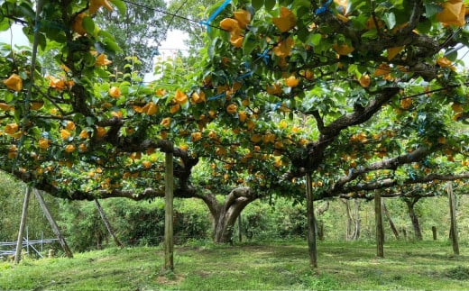里山の恵み梨 約2.5kg 【2025年8月下旬発送開始】 なし ナシ 梨 フルーツ くだもの 果物 熊本