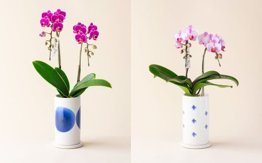 ミディ 胡蝶蘭 KouBou 空 2本立ち 1個 花 お花 植物 蘭 洋蘭 ラン インテリア アレンジ アレンジメント 鑑賞 観賞用 贈答用