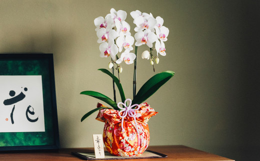 ミディ 胡蝶蘭 華あかり 2本立ち 1個 花 お花 植物 蘭 洋蘭 ラン インテリア アレンジ アレンジメント 鑑賞 観賞用 贈答用