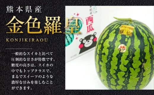 金色羅皇 1玉入り 3L以上 約8kg 【2026年5月上旬～2026年6月下旬発送予定】スイカ 甘いフルーツ 名産果物 果物 熊本県