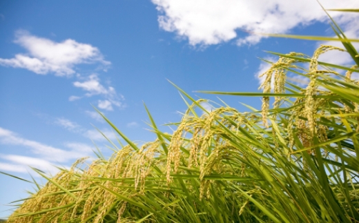 おこめのおやつ ＆ おこめの離乳食のセット 計10袋 おこめ 米 コメ お米 おかし おやつ お菓子 お砂糖不使用 無添加 国産 熊本県産 離乳食 無添加フード グルテンフリー ポン菓子