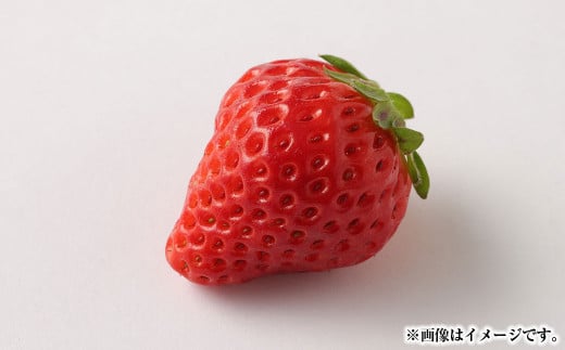熊本県産いちご 恋みのり2キロ（8パック） 【2026年2月上旬発送開始】