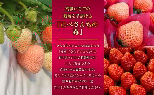 【3か月連続定期便】にべさんちの苺 熊本県産イチゴ食べ比べ定期便 (かおり野・桃薫・空音) 【2026年1月下旬発送開始】