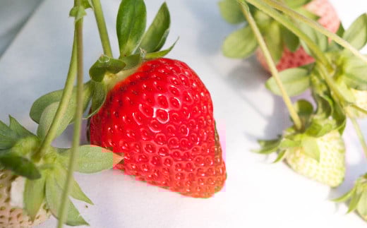 ゆうべに ( いちご ) 250g × 4パック 合計 1kg 【2026年2月上旬発送開始】