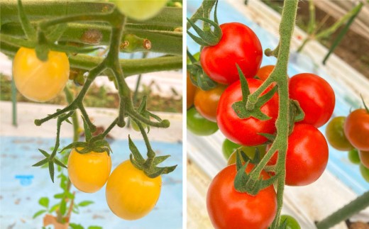 熊本県産食卓を彩る7種類以上の色鮮やかなカラフルミニトマト 4箱入り1ケース 計1.2kg 熊本県産 トマト プチトマト 【2025年11月上旬発送開始】