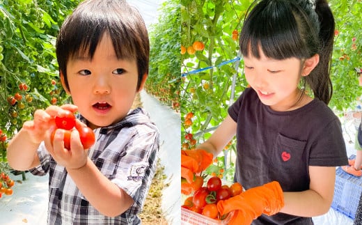 『まるでフルーツのような特選ミニトマト』 約3kg 1箱 熊本県産 【2025年12月下旬発送開始】 野菜 やさい トマト とまと ミニトマト