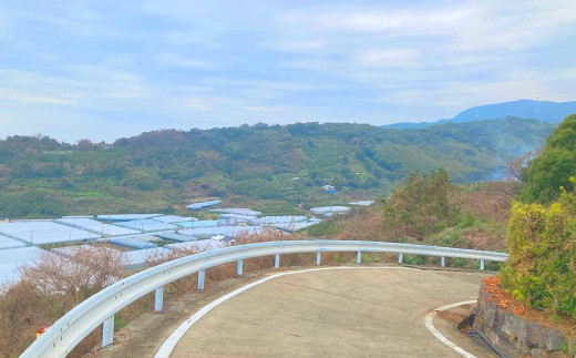 【2026年3月上旬発送開始】熊本県宇城市不知火町の海沿いの段々畑で作った「オレンジ（のむちゃん1号） 」約3kg（12-18玉） フルーツ 果物 みかん 九州 熊本産 蜜柑