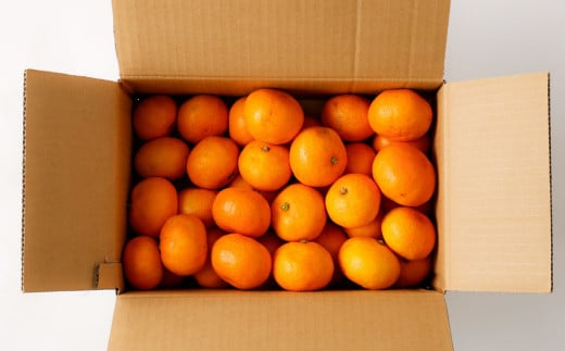 熊本県産みかん BUSAIKU MIKAN 3kg 【2025年10月上旬発送開始】 フルーツ 果物 くだもの みかん 蜜柑 柑橘