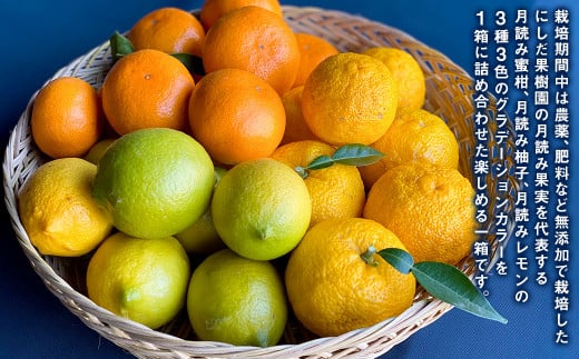 にしだ果樹園の熊本県産月読み果実3色詰め合わせ（3品種）【2025年11月上旬発送開始】みかん 柚子 ゆず レモン フルーツ 果物 熊本
